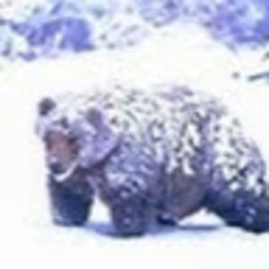 Meet your Posher, Paula